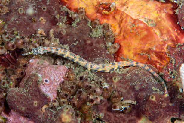 istock Reeftop Pipefish Corythoichthys haematopterus 1489363121