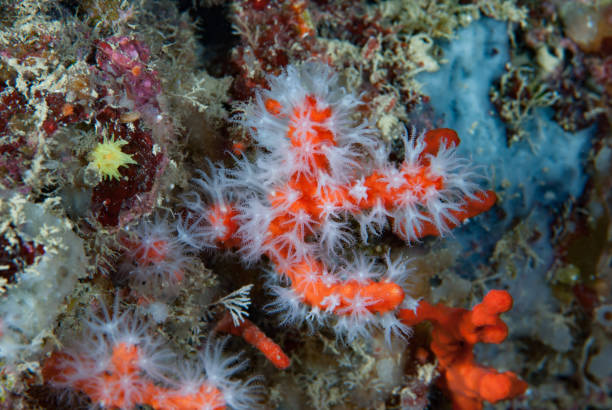 Mediterranean Red Coral stock photo