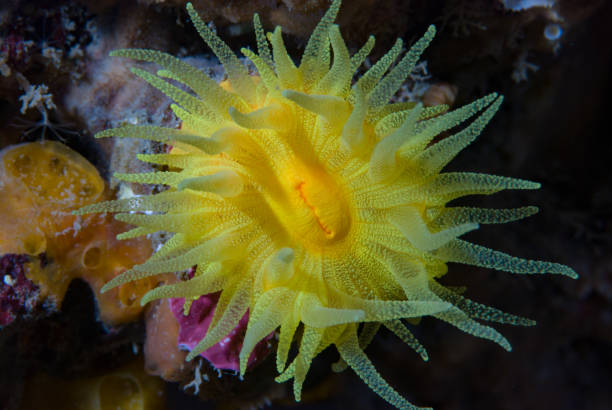 Polyp of Leptopsammia pruvoti