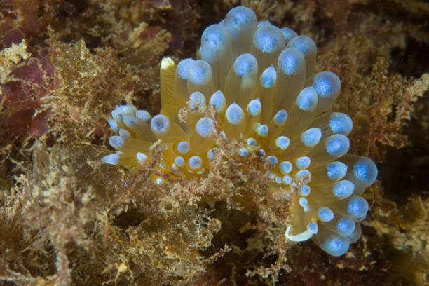 istock Janolus cristatus Nudibranch 1489363216