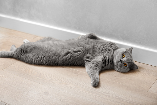 A cute thoroughbred British gray cat lies funny on its back in the interior of the house, putting its paw to the side. Life of pets.