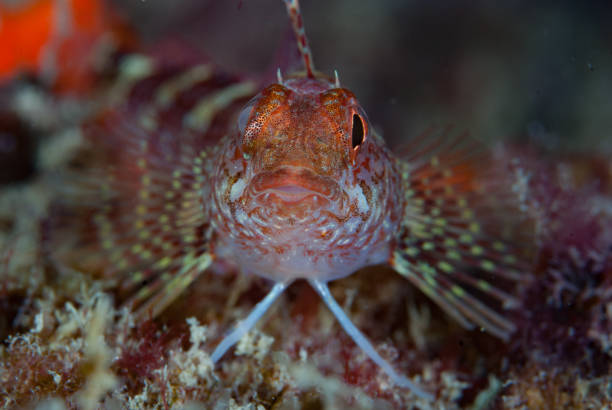 istock Triplefin Trypterigion delaisi 1489363430