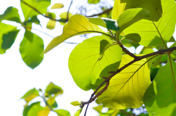 istock Tectona grandis, Teak or LAMIACEAE or teak plant or teak leaf 1489363672
