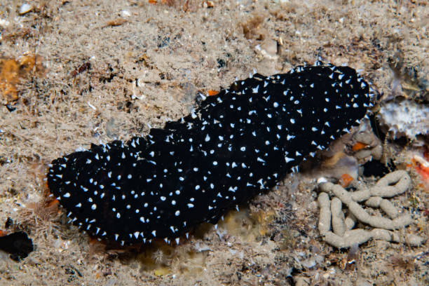 Holothuria forskalii Holothuria forskalii, also known as the black sea cucumber or cotton-spinner, is a species of sea cucumber in the family Holothuriidae. It is found at shallow depths in the eastern Atlantic Ocean and the Mediterranean Sea. It was placed in the subgenus Panningothuria by Rowe in 1969 and is the typetaxon of the subgenus.

This sea cucumber has a cylindrical body and can grow to thirty centimetres long. It is usually deep brown or black but sometimes has an underlying yellowish mottling, especially on the underside. The skin is soft yet coarse and tough and is covered with fleshy papillae which are often tipped with white. The papillae are believed to be sensory organs sensitive to touch and possibly to chemicals dissolved in the water. The underside has three rows of tube feet for walking and climbing while the upper side has two rows of rudimentary suckers.

Holothuria forskalii is a deposit feeder, meaning that it feeds on organic matter that is found in the sediment. It uses its tube feet to move around the seabed and its tentacles to collect food. The tentacles are covered with mucus that helps to trap small particles of food. The food is then transported to the mouth, where it is broken down and digested.

Holothuria forskalii is a hermaphrodite, meaning that it has both male and female reproductive organs. When two individuals mate, they exchange sperm and eggs. The eggs are fertilized externally and develop into larvae. The larvae are planktonic, meaning that they drift with the currents. After a period of time, the larvae settle on the seabed and metamorphose into juvenile sea cucumbers.

Holothuria forskalii is an important part of the marine ecosystem. It helps to recycle nutrients and to keep the seabed clean. It is also a food source for a variety of marine animals, including fish, crabs, and sea turtles. holothuria stock pictures, royalty-free photos & images