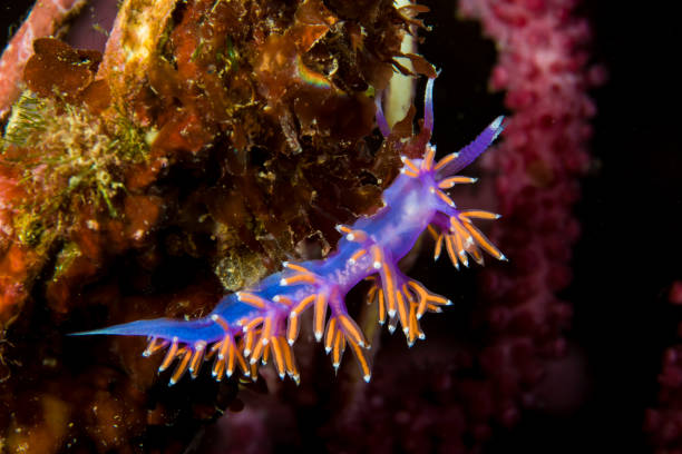 istock Flabellina ischitana 1489364973