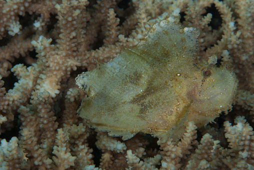 The Leaf Scorpionfish (Taenianotus triacanthus) is a small, benthic marine fish that is well-camouflaged for its reef-associated lifestyle. It is a cryptic ambush predator that relies on its red or yellow coloration and the ability to mimic its surroundings to blend in with the rocky or coral reefs it inhabits. Its elongated body, broad head, large eyes, and wide mouth are all perfectly adapted for its feeding strategy. The Leaf Scorpionfish is venomous, possessing spines on its pectoral, dorsal, and anal fins, which it uses for defense. This species is typically found in shallow waters and is active at night, preferring to be solitary. The Leaf Scorpionfish is widely distributed throughout the Indo-Pacific, occurring in the Indian and Pacific Oceans, and is an important component of marine biodiversity. However, its populations are threatened by overfishing and habitat destruction, highlighting the need for conservation measures to protect this unique and fascinating species.