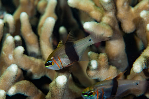istock Girdled Cardinalfish Archamia zosterophora 1489365050