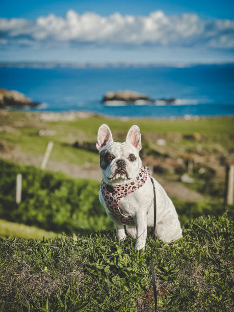 Walking dog at Pembrokeshire Coast Path