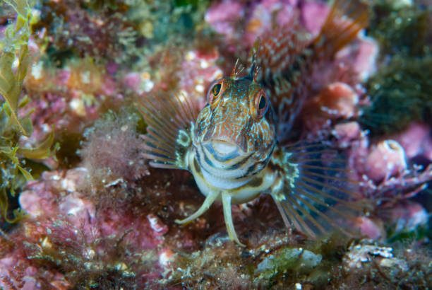 istock Ringneck Blenny Parablennius pilicornis 1489365086