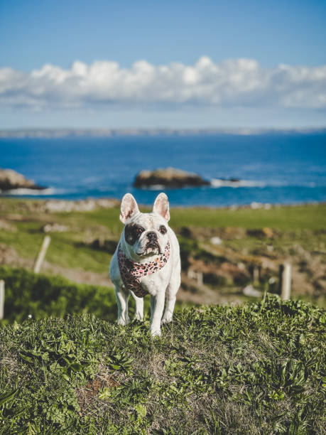 istock Travel with dog 1489365094