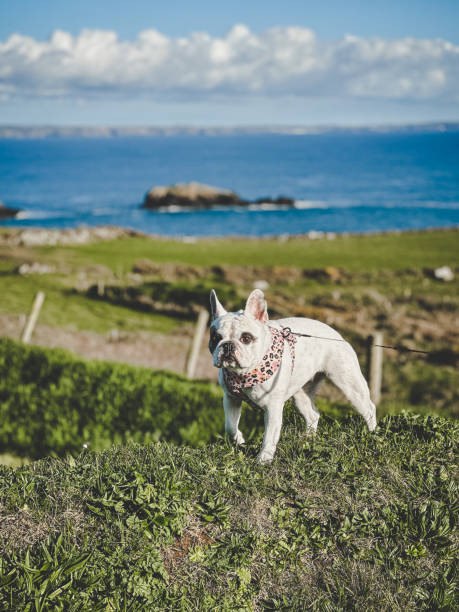 istock Travel with dog 1489365101