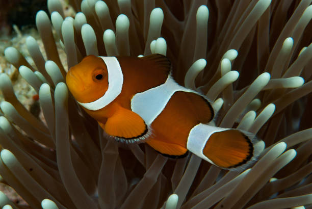 istock Western Anemonefish Amphiprion ocellaris 1489365118