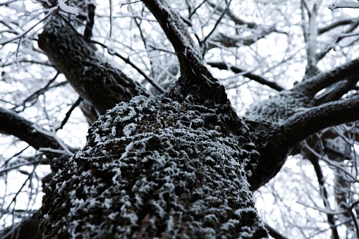 A close-up view of a tree, featuring the trunk and multiple branches covered in frost