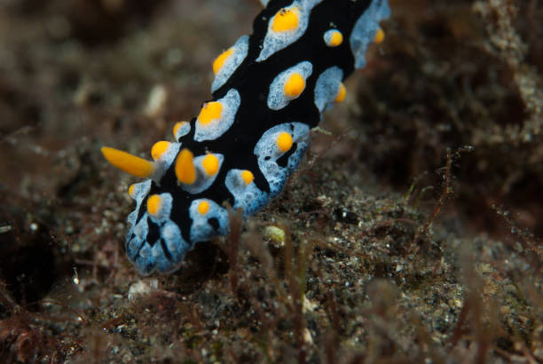 istock Phyllidia coelestis Nudibranch 1489365647