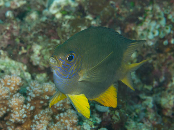 istock Golden Damsel Amblyglyphidodon aureus 1489365692