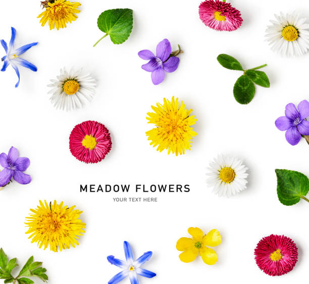 istock Meadow flowers creative layout isolated on white background 1489365720
