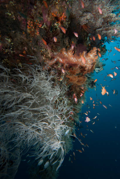 подводный ландшафт кораллового рифа - filter feeder стоковые фото и изображения
