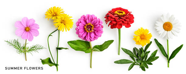 istock Beautiful colorful summer flowers set isolated on white background 1489365817