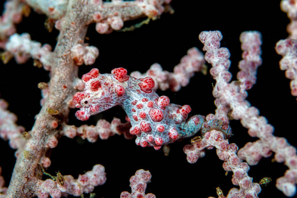 istock Bargibanti Pygmy Seahorse Hippocampus bargibanti 1489366047