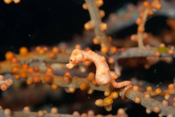Denise Pygmy Seahorse Hippocampus denise stock photo