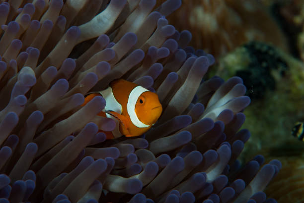 istock Western Anemonefish Amphiprion ocellaris 1489366487