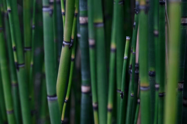 istock Bamboo-like plants Equisetum hyemale (Japanese Plants) 1489366500