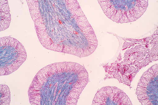 Histologischer Uterus Mensch Uterustubus Mensch Plazenta Mensch Und