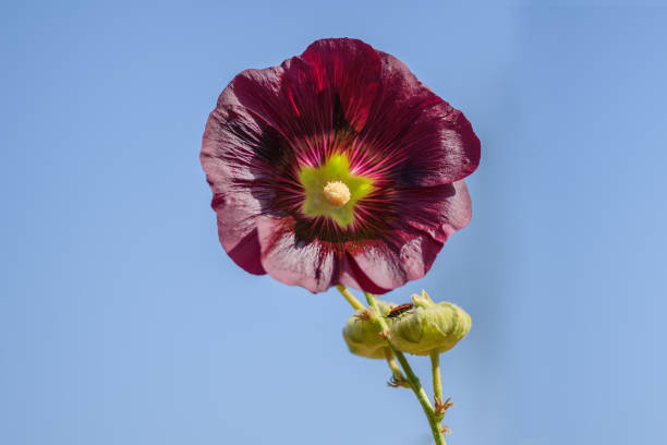 purple single flower of garden mallow beautiful against the blue cloudless sky