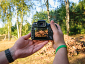 Camera held in hands with live view, pile of wood in the forest