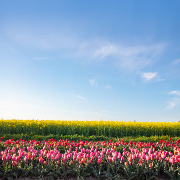 istock Tulip flowers field in spring blue sky 1489367813