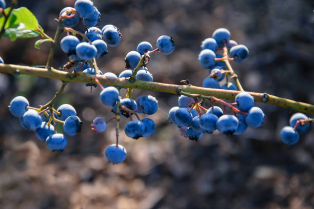Ripe blueberry berries growing on a bush Ripe blue bilberry fruit growing on a branch in the garden blueberry autumn bush northblue blueberry stock pictures, royalty-free photos & images