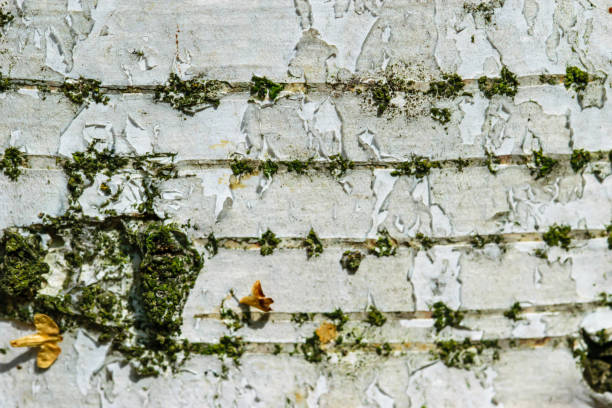birch bark in macro close-up, natural texture, tree structure