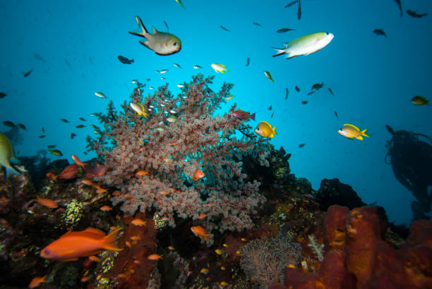 istock Indonesia Tropical Coral Reef Landscape Soft Corals 1489369784