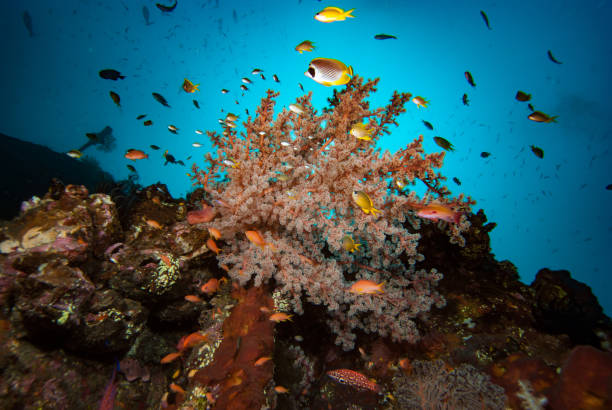 istock Indonesia Tropical Coral Reef Landscape Soft Corals 1489369827