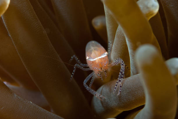 crevette commensale (periclimenes sp.) - celebes sea flash photos et images de collection