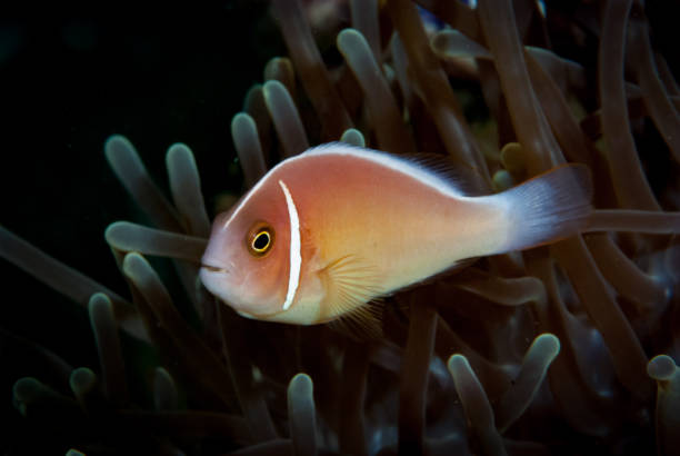 The Pink Anemonefish (Amphiprion perideraion), also known as the Pink Skunk Anemonefish, is a small and colorful fish that is commonly found in the coral reefs of the western Pacific Ocean. These fish have a striking pink coloration that sets them apart from other types of anemonefish, making them a popular subject for underwater photography.