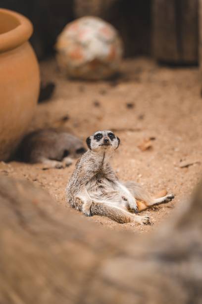 urocza mała surykatka (suricata suricatta) na piaszczystym terenie - surveil zdjęcia i obrazy z banku zdjęć