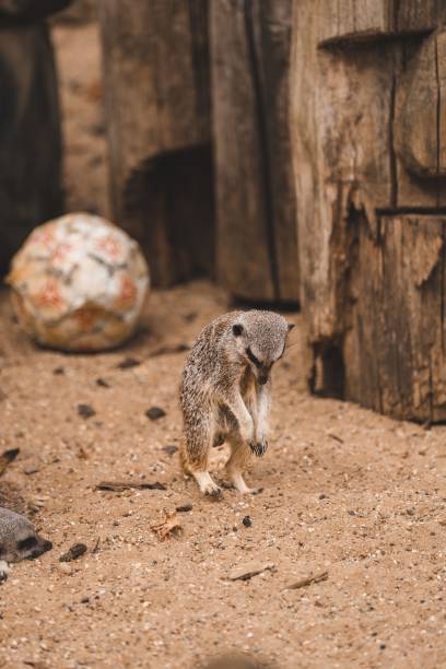 urocza mała surykatka (suricata suricatta) na piaszczystym terenie - surveil zdjęcia i obrazy z banku zdjęć