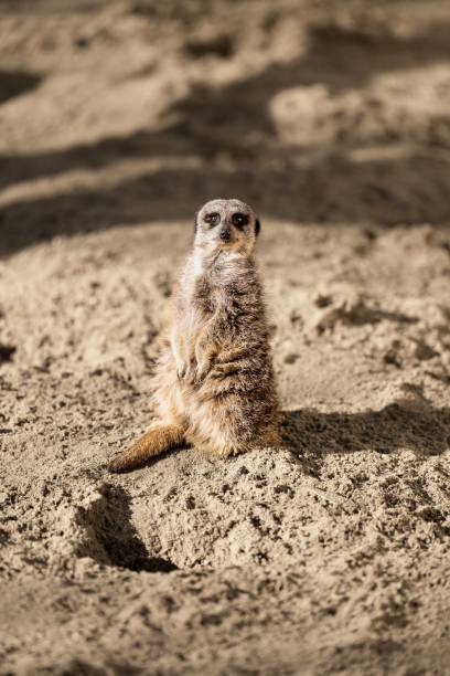 urocza mała surykatka (suricata suricatta) na piaszczystym terenie - surveil zdjęcia i obrazy z banku zdjęć