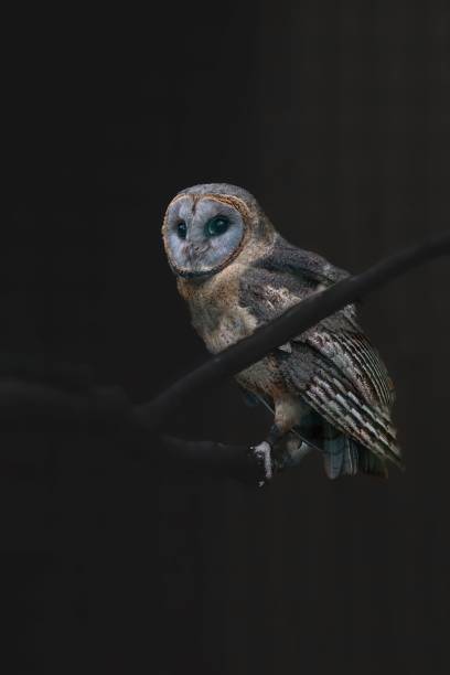 istock Majestic ashy-faced owl (Tyto glaucops) perched on a tree branch against a dark background 1489371029