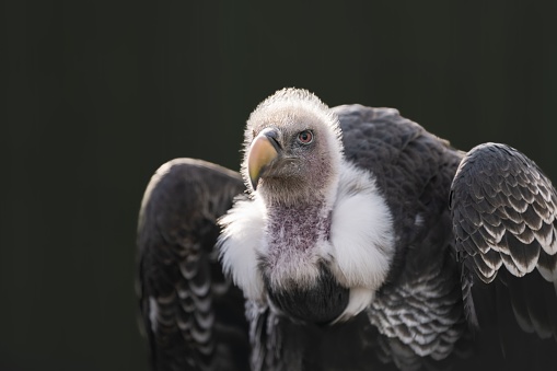 An African vulture (Gyps rueppellii) perched on a tree