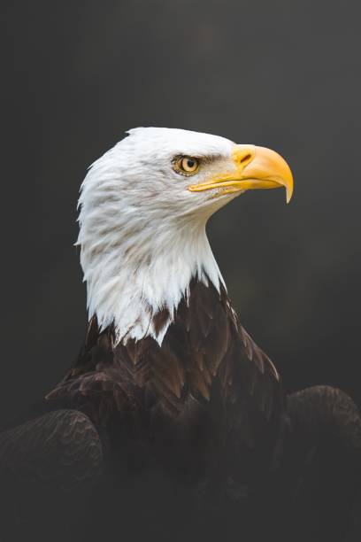 istock Close-up of a majestic bald eagle (Haliaeetus leucocephalus) against a dark background 1489371057