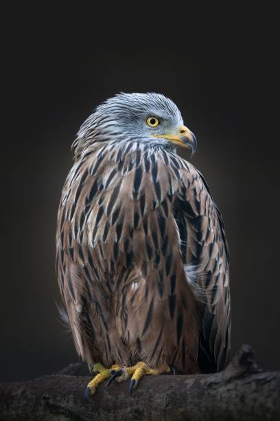 istock Red kite (Milvus milvus) perched atop a twisted tree branch 1489371058