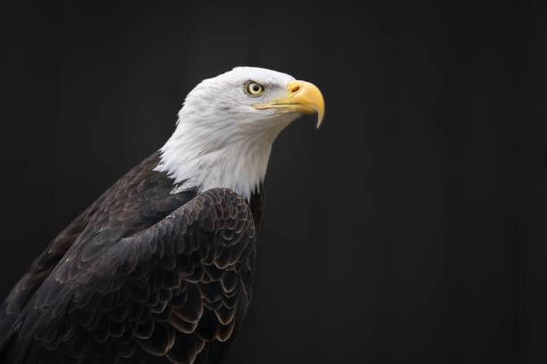 istock Close-up of a majestic bald eagle (Haliaeetus leucocephalus) against a dark background 1489371059