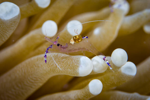 istock Tosa anemone shrimp 1489371666