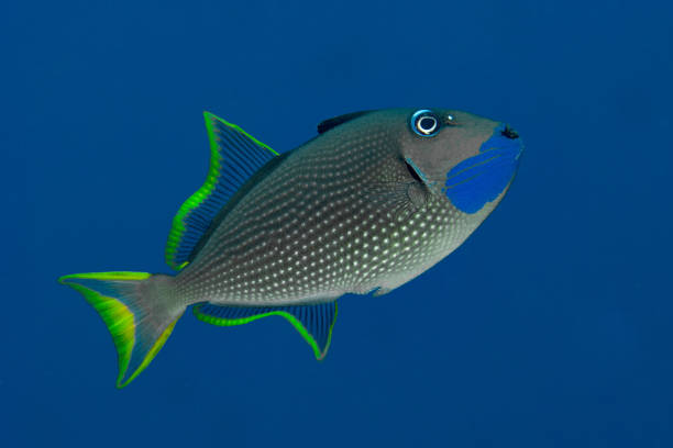 istock Gilded Triggerfish Xanthichthys auromarginatus 1489371748