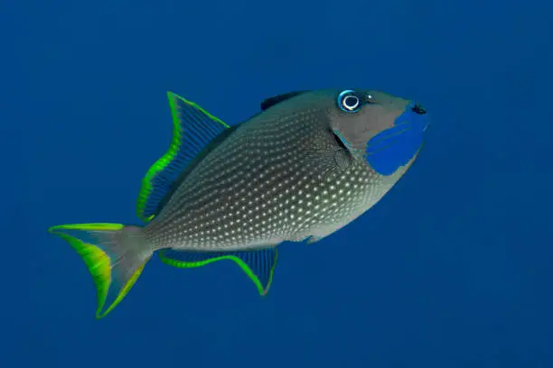 The gilded triggerfish (Xanthichthys auromarginatus), also known as the blue-throated triggerfish, is a spotted gray triggerfish. Males of the species have blue cheeks and yellow-bordered, white fins. It is widely, but locally, distributed at islands in the Indo-Pacific.

The gilded triggerfish is a small fish, reaching a maximum length of 23 cm (9 in). It has a gray body with small, black spots. The males have a blue throat and yellow-bordered, white fins. The females lack the blue throat and have yellow fins.

The gilded triggerfish is found in coral reefs and lagoons in the Indo-Pacific Ocean. It is a demersal fish, meaning it lives on the bottom of the ocean. It feeds on zooplankton, small crustaceans, and algae.