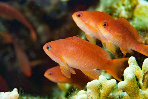 The Scalefin Anthias (Pseudanthias squamipinnis) is a popular and colorful species of fish commonly found in the coral reefs of the Indo-Pacific. These fish have a deep body with striking pink, yellow, and orange coloration and a distinctive scale pattern that gives them their name. They typically swim in large shoals and feed on zooplankton. The males of the species have longer fins and brighter coloration than the females, and are known to engage in courtship displays during breeding season. They are a popular species for aquarium enthusiasts due to their vibrant colors and active swimming behavior.