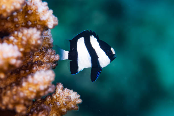 The common humbug, also known as the whitetail dascyllus or humbug damselfish, is a species of marine fish in the family Pomacentridae. It is found in the tropical waters of the Indo-Pacific region, from the Red Sea to the Tuamotu Archipelago.\n\nThe common humbug is a small fish, reaching a maximum length of about 12 cm. It is distinctively patterned with three black bars on the body and a white tail. The snout and pelvic fins are also white.\n\nCommon humbugs are found in shallow coral reefs, where they form aggregations around coral bommies. They are omnivorous, feeding on algae, invertebrates, and small fish.\n\nCommon humbugs are protogynous hermaphrodites, meaning that females can change sex to become males. One or two dominant males defend a single branching coral head with a harem of juveniles and females. In return for the shelter provided by the coral, the fish remove unwanted algal growth from the coral.