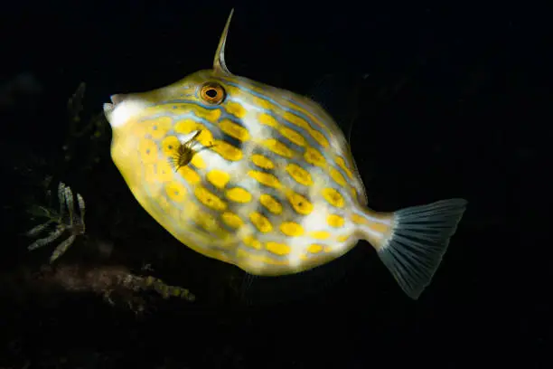 The Mosaic Leatherjacket (Eubalichthys mosaicus) is a captivating species found in the waters of the Indo-Pacific region. This fish boasts a unique and intricate mosaic-like pattern on its body, featuring a combination of vibrant colors such as orange, yellow, black, and white. Its elongated body and distinctive snout give it a sleek and elegant appearance. The Mosaic Leatherjacket is known for its ability to camouflage among coral reefs, using its colorful pattern to blend seamlessly with its surroundings. Its presence adds a touch of beauty and intrigue to the diverse marine ecosystems it inhabits.